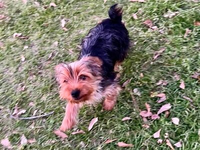 Charlie and B.J. CKC Yorkie Puppies