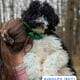 Bernedoodle Puppies (F1b)
