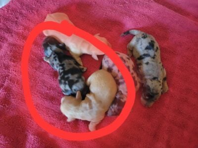 Mini Dachshunds