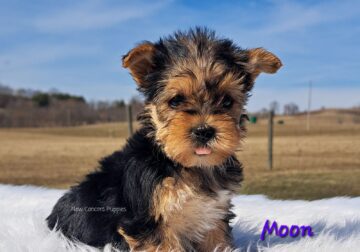 Female yorkie puppies!