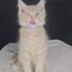 Maine Coon Kittens