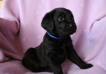 STUNNING BLACK GOLDADOR PUPPIES – PERFECT FAMILY