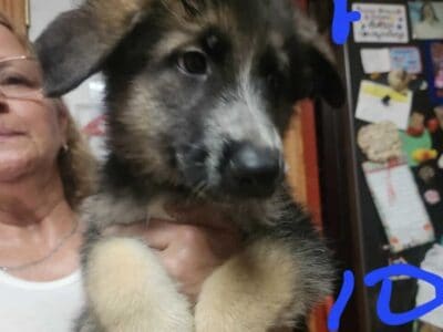 German Shepherd pups