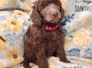 Merci – AKC Poodle