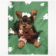 Yorkie Female Macomb, Michigan