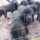 Newfoundland puppies