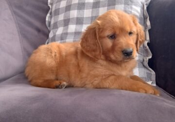 AKC Ruby