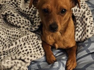 BELLA IS LOOKING FOR HER FOREVER HOME