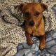 BELLA IS LOOKING FOR HER FOREVER HOME