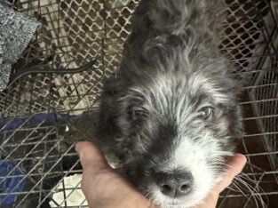 Aussie doodle puppy male