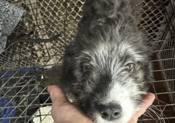 Aussie doodle puppy male