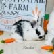 Holland lop x mini plush lop bunnies