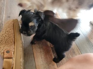 Black tan male