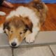 Meet KONA- Rough Collie Puppy 8 weeks