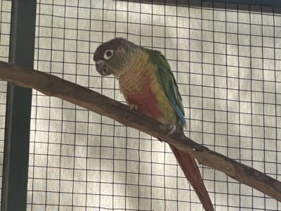 Green Cheek Conure