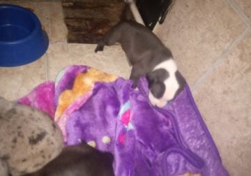 Black and white pitbull