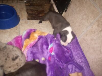 Black and white pitbull