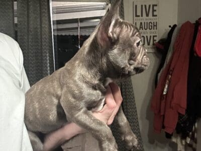 French bulldog puppies for sale fluffy carrier