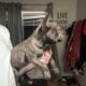 French bulldog puppies for sale fluffy carrier