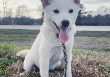Shiba Inu (Cirrus)