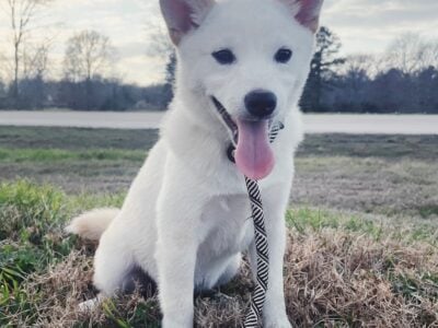Shiba Inu (Cirrus)
