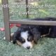 Adorable Bernese Mountain Puppies