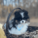 Pomeranian Puppies