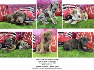 Catahoula puppies