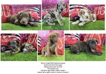 Catahoula puppies