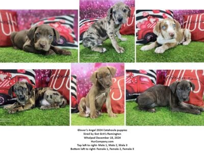 Catahoula puppies