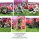 Catahoula puppies