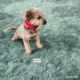 Puppies for sale