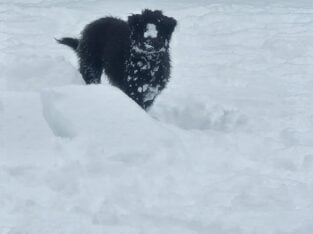 Great Pyrenees/Akita mix