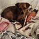 BELLA IS LOOKING FOR HER FOREVER HOME