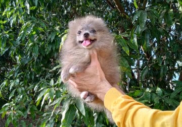 Rare Exotic Silver Merle Pomeranian Puppy Female