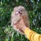 Rare Exotic Silver Merle Pomeranian Puppy Female