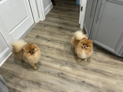 Young Pomeranians Brothers