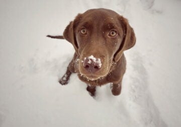 Labrador retriever