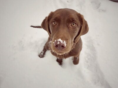 Labrador retriever