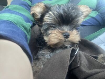 Looking for a loving home for River!