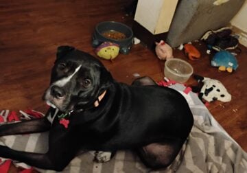 21 months. Old Pit Terrier