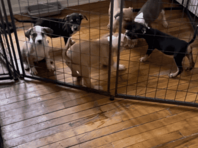 Xl bullies