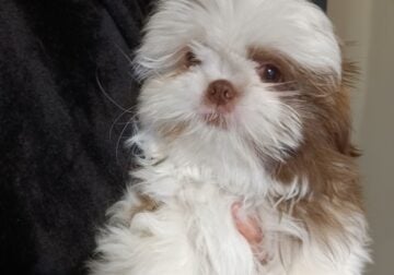 Shih tzu pups