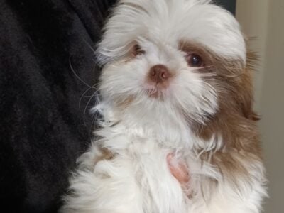Shih tzu pups