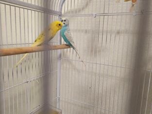Budgies for sale $25 each
