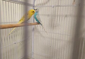 Budgies for sale $25 each