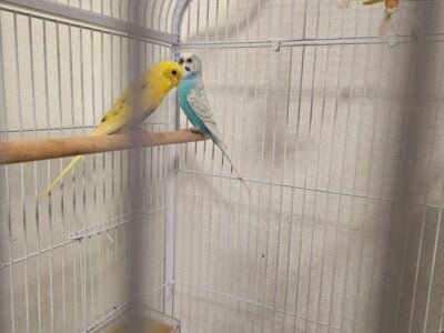 Budgies for sale $25 each