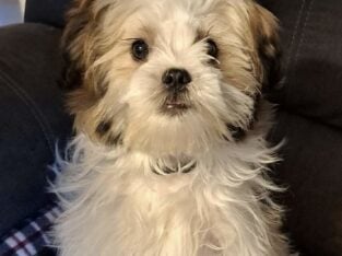 Cute as a button!