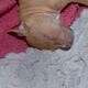 Amstaff puppies