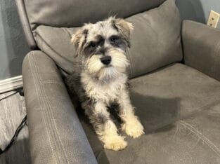 CKC MINI SCHNAUZER